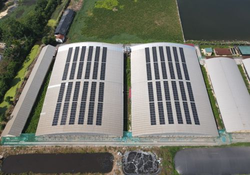 Trại chăn nuôi lợn Dabaco